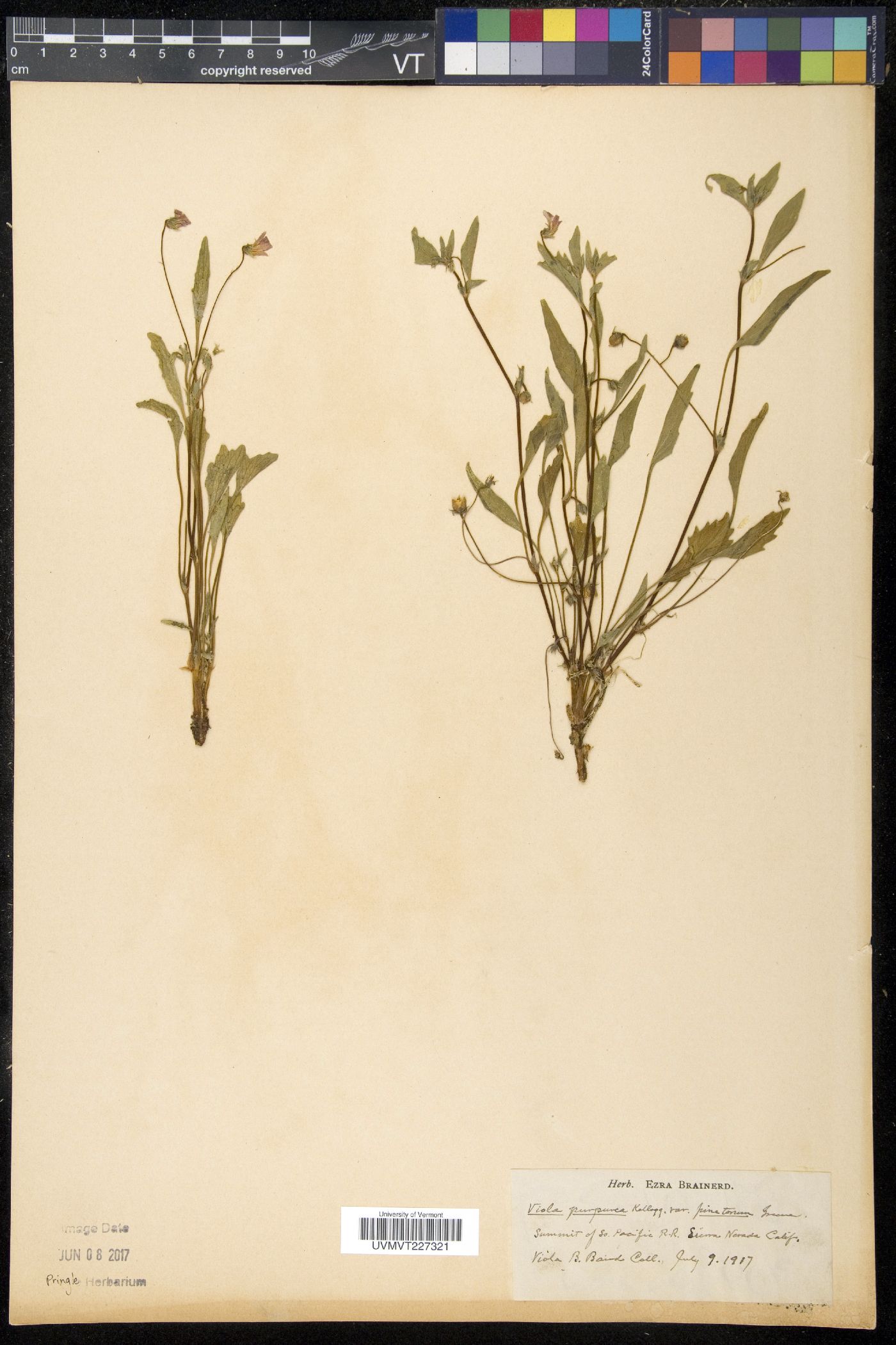 Viola purpurea var. pinetorum image