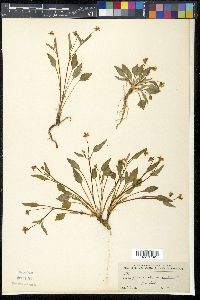Viola purpurea var. pinetorum image