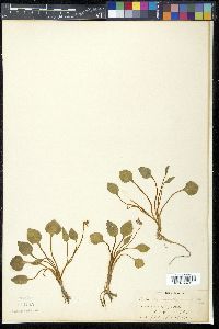 Viola purpurea image