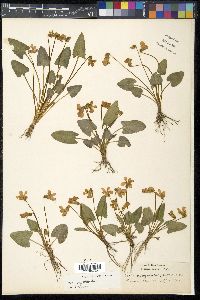 Viola sagittata image