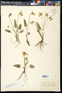 Viola sagittata image