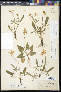 Viola septemloba image