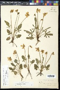 Viola septemloba image