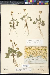 Viola septemloba image