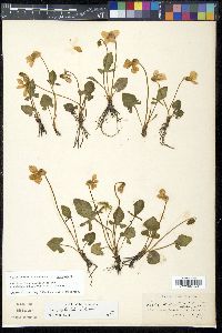 Viola septemloba image