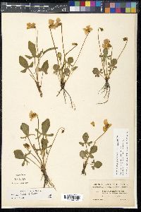 Viola septemloba image