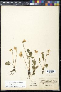 Viola septemloba image