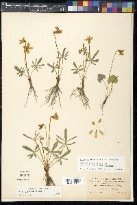 Viola septemloba image