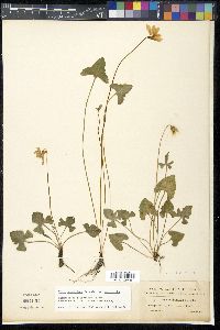 Viola septemloba image