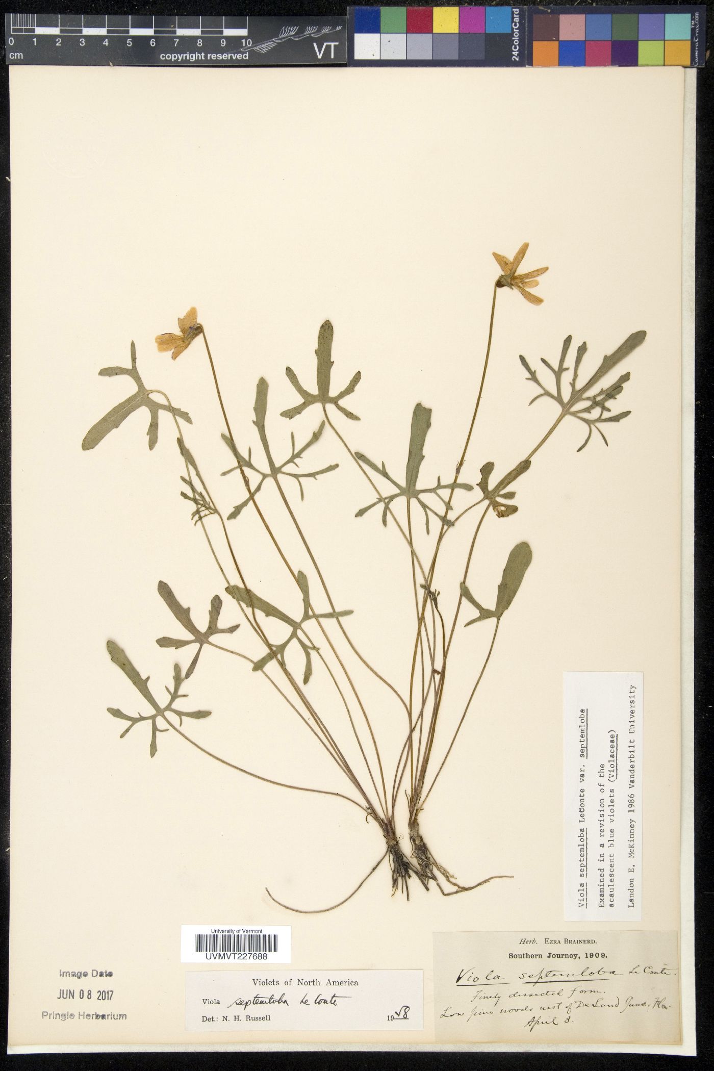 Viola septemloba image