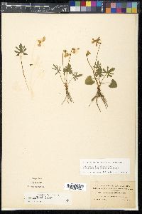 Viola septemloba image