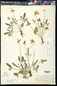 Viola septemloba image