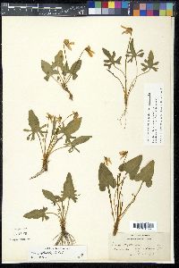 Viola septemloba image