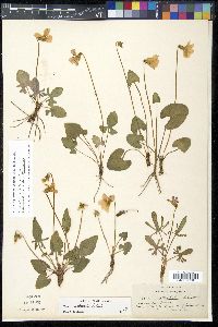 Viola septemloba image
