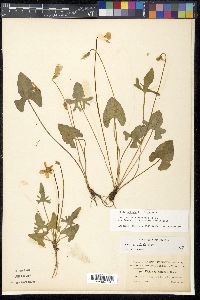 Viola septemloba image