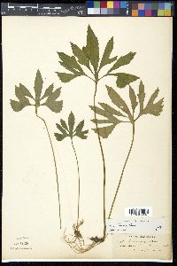 Viola stoneana image