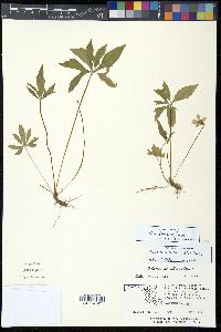 Viola stoneana image