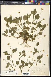 Viola striata image