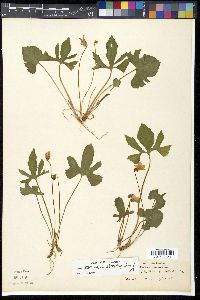 Viola triloba image