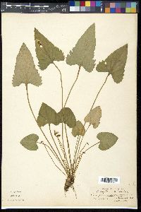 Viola triloba image