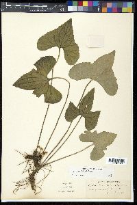 Viola triloba image