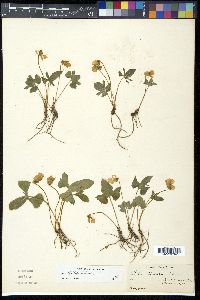 Viola triloba image