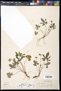 Viola triloba image