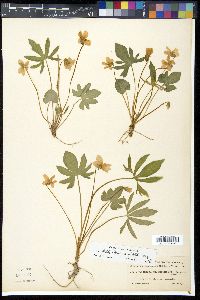 Viola triloba image