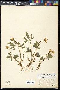 Viola triloba image