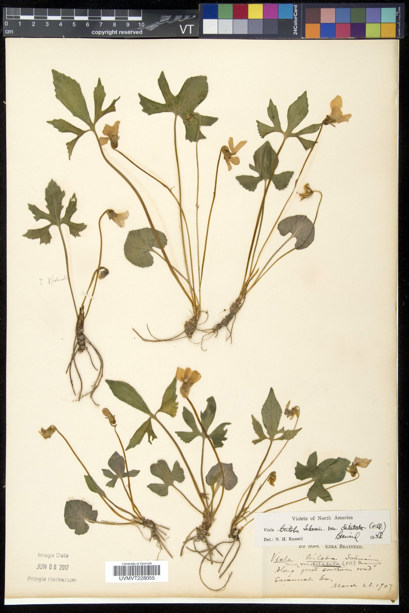 Viola triloba image