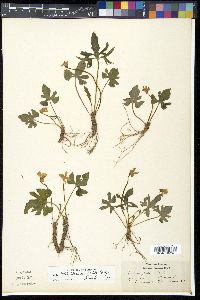 Viola triloba image