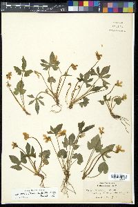 Viola triloba image
