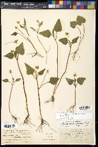 Viola tripartita image