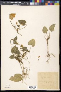 Viola alba image
