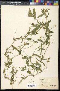 Viola arvensis image