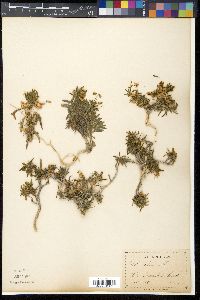 Viola arborescens image
