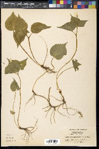 Viola brevistipulata image