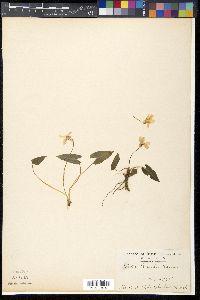 Viola bissellii image