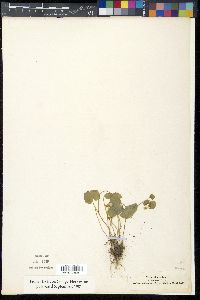 Viola biflora image