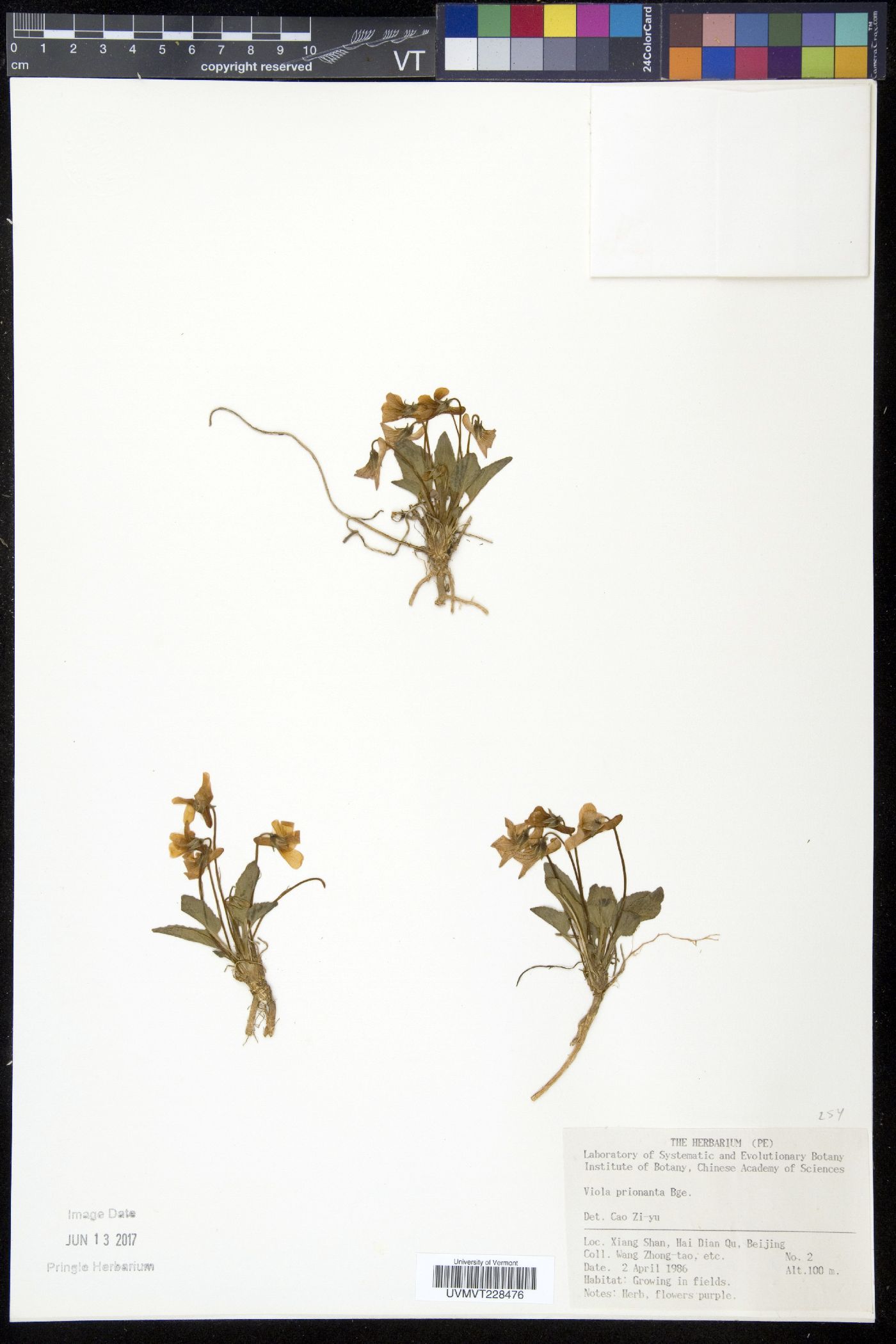 Viola prionantha image