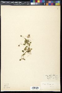 Viola tricolor image