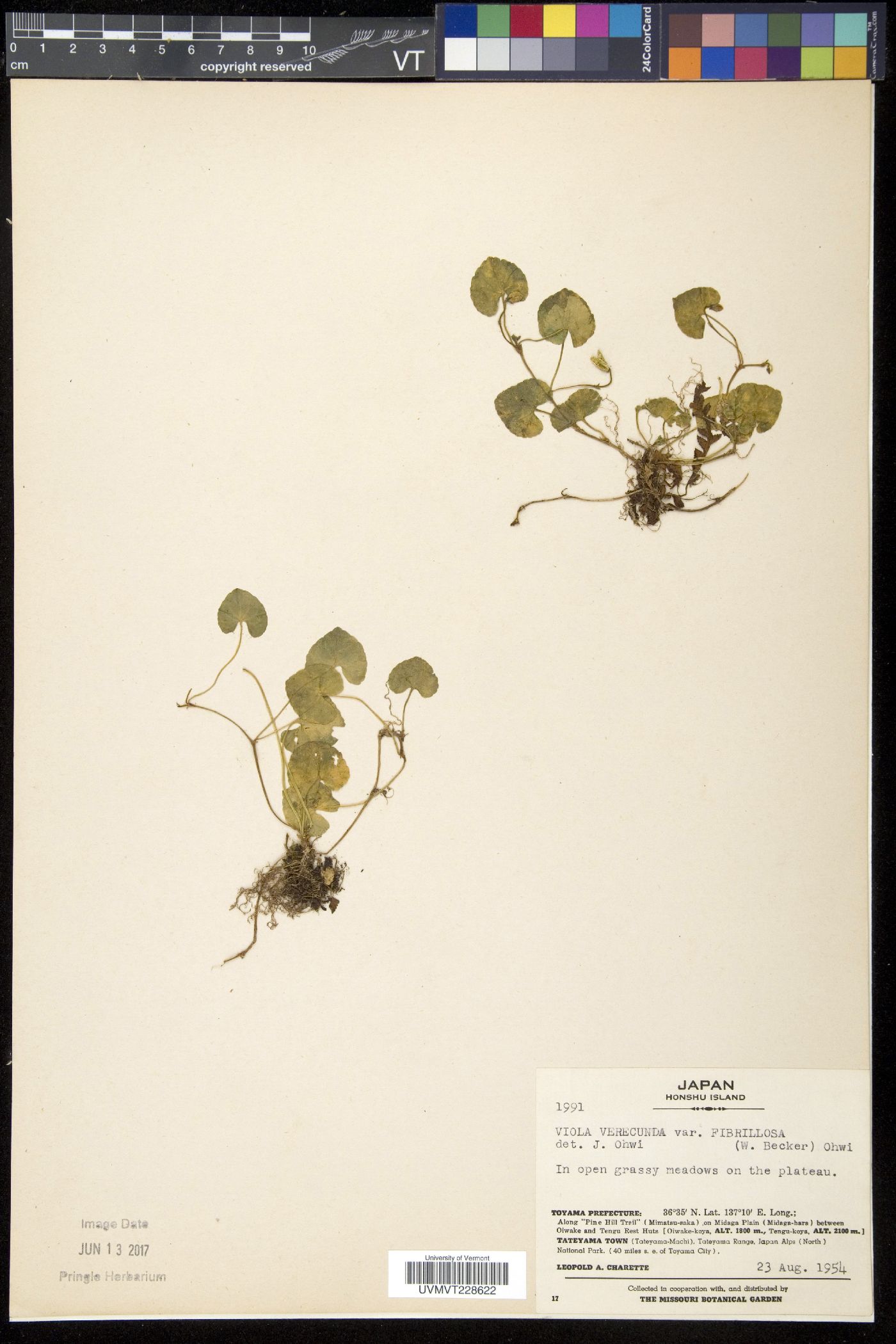 Viola arcuata image