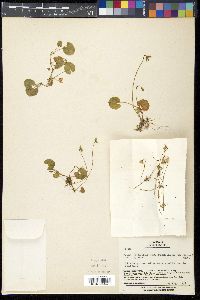Viola arcuata subsp. verecunda image