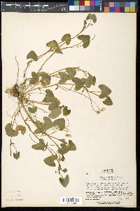 Viola arcuata subsp. verecunda image