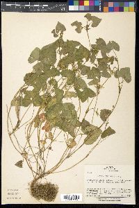 Viola arcuata subsp. verecunda image