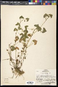 Viola arcuata subsp. verecunda image