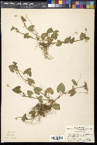 Viola arcuata subsp. verecunda image