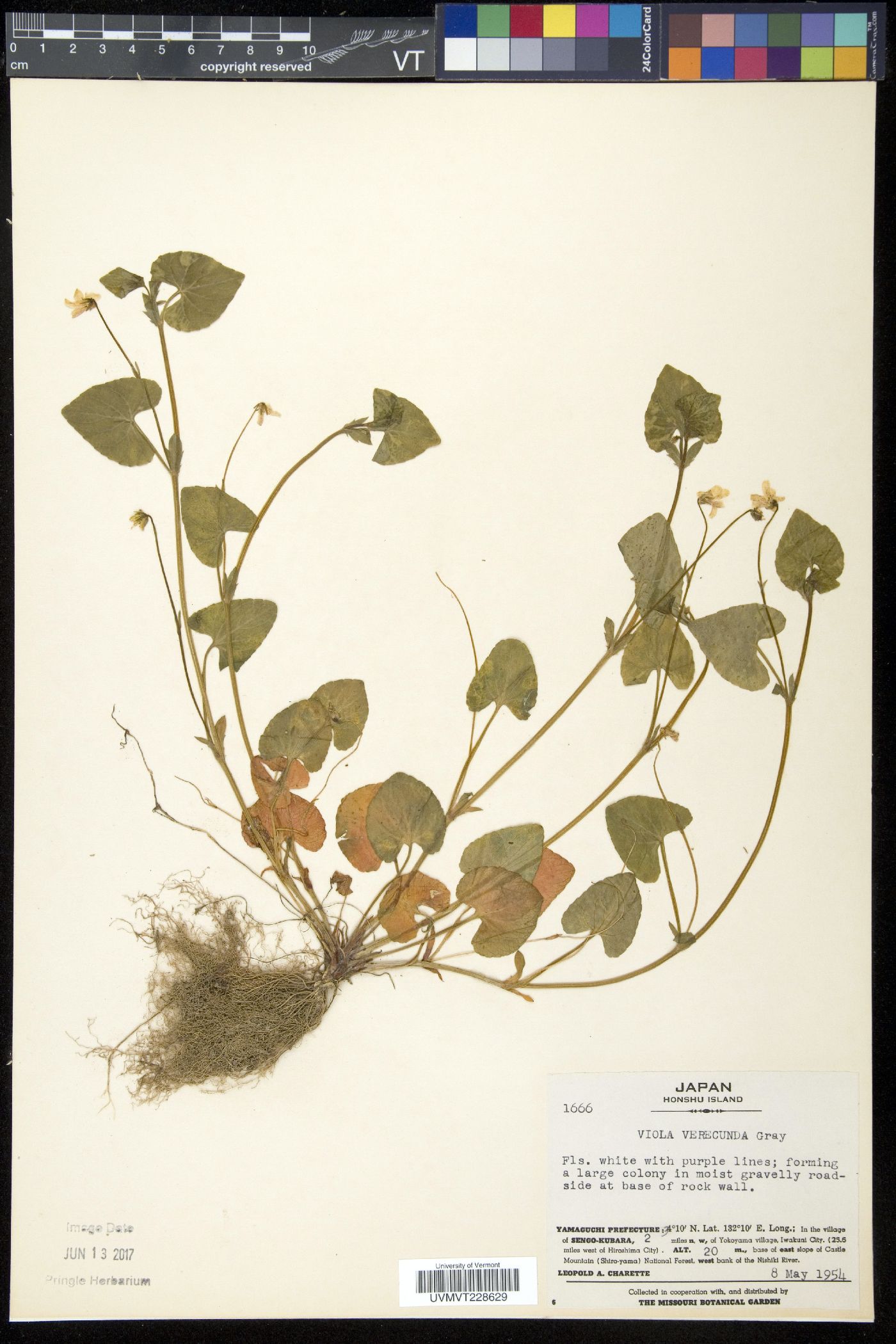 Viola arcuata image