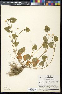 Viola arcuata subsp. verecunda image