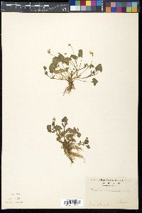 Viola arcuata subsp. verecunda image
